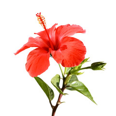 Red Hibiscus Flower Blooming in Sunlight