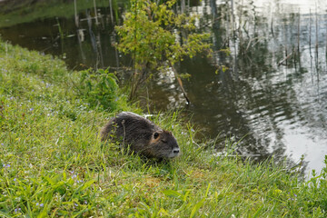 Nutria in the grass by the pond. It has a bushy fur coat.