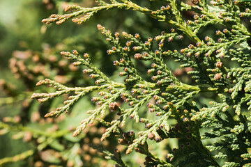 Thuja occidentalis background. Closeup plant. Evergreen tree. Branch isolated shallow depth of field. Coniferous plant bush.