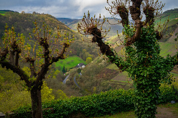 Fototapeta premium tree in the mountains