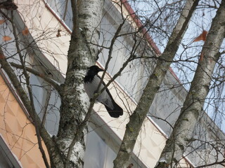 crow on a tree