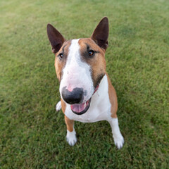 Red and white miniature bull terrier puppy on the grass