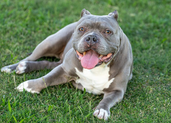 Grey pitbull laying in the grass smiling