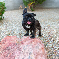 Small French buldog posing on a rock