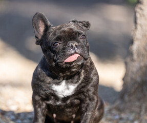 Close up portrait of a Fench Bulldog in the sun