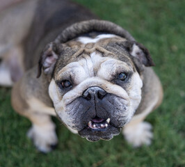 English bulldog looking up for a natural portrait