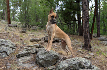 Brown Great Dane puppy posing on a rock