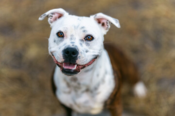 Smiling Staffordshire terrier puppy looking at the camera