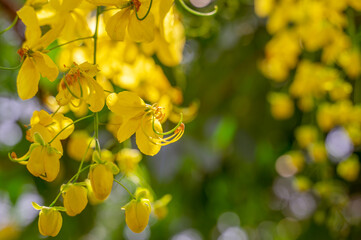 Golden shower tree flowers fully bloomed. This tree commonly known as Bahava and it blooms yellow flowers in bunches which looks like natures bouquet. Selective focus.