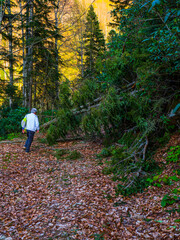 a beautifull day into jungle