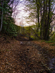 a beautifull day into jungle