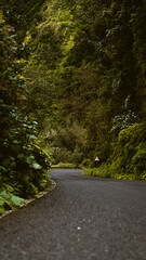 Obraz premium Road in the jungle