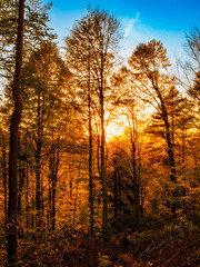 Fototapeta premium a beautifull day into forest