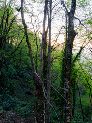 a beautifull day into forest