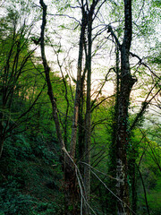 Obraz premium a beautifull day into forest