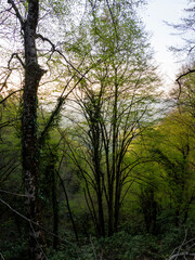 Obraz premium a beautifull day into forest