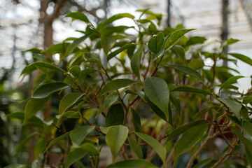Fototapeta premium Closeup of a lush terrestrial plant with many green leaves