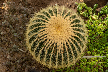 Closeup of a terrestrial plant with thorns and spines in the soil