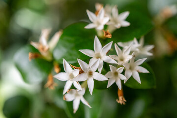 Close up of white wildflowers on a plant with herbaceous stems