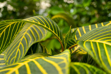 Closeup of a terrestrial plant with green and yellow leaves