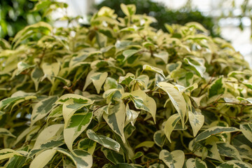 Closeup of a terrestrial plant with green and white leaves