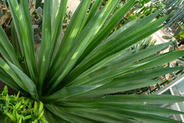 Closeup of a terrestrial plant with long green evergreen leaves