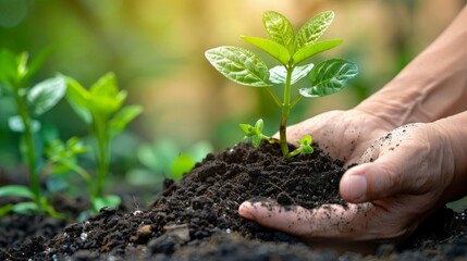 Person holds small plant in hands amidst soil