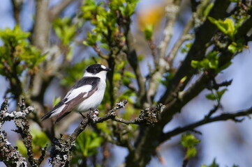 Obraz premium Ficedula albicollis male aka Collared Flycatcher perched on the cherry tree branch in his habitat. 
