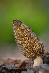 Edible morel mushroom isolated on blurred background. Probably Morchella elata. Springtime in Czech republic nature.
