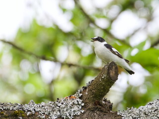 Ficedula albicollis male aka Collared Flycatcher perched on the cherry tree branch in his habitat. 