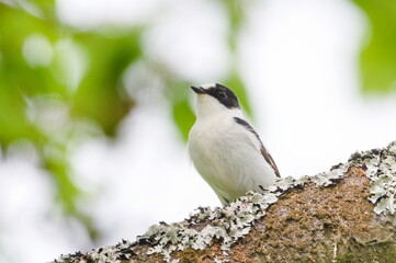 Ficedula albicollis male aka Collared Flycatcher perched on the cherry tree branch in his habitat. 