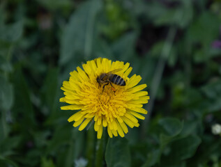 Flying honey bee collecting pollen at yellow flower.