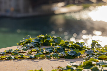 Close up shot of plants by the Riverwalk