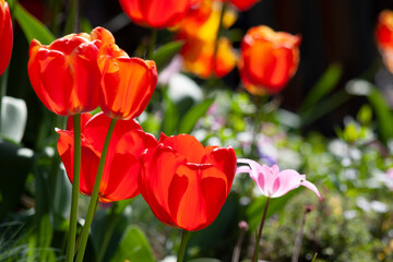 Spring flowers on a sunny day