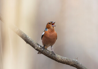  beautiful bright bird, a male finch sits on a tree branch in a spring sunny garden and sings loudly