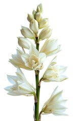 Exotic Yucca Flower Blossom - Isolated on White Background for Flora Design