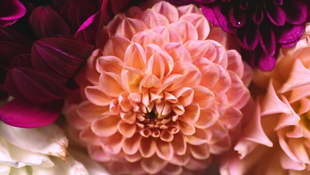 Dahlia flower macro water droplet shot; Shallow depth of field. Colorful chrysanthemum dalia flower macro shot. Summer and spring multi-color floral background