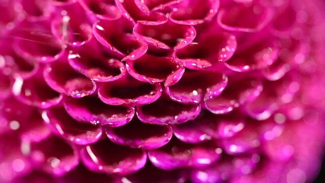 Dahlia flower macro water droplet shot; Shallow depth of field. Colorful chrysanthemum dalia flower macro shot. Summer and spring multi-color floral background