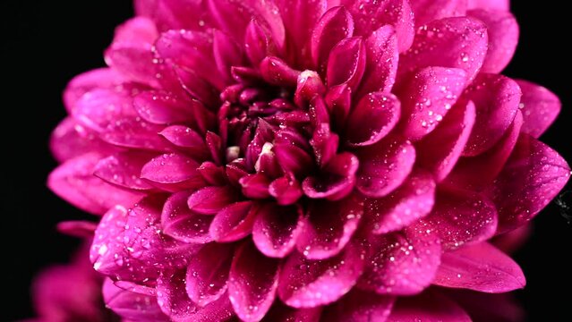 Dahlia flower macro water droplet shot; Shallow depth of field. Colorful chrysanthemum dalia flower macro shot. Summer and spring multi-color floral background