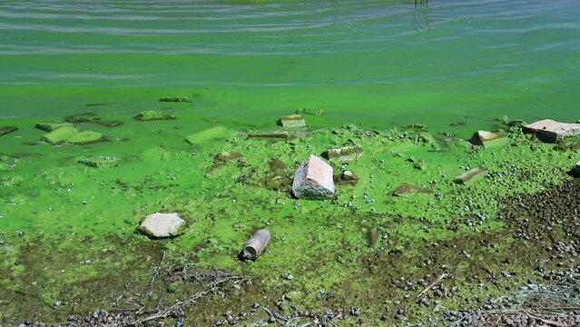 Water pollution by blooming blue green algae - is world environmental problem. Water, rivers and lakes with harmful algal blooms. Ecology, polluted nature