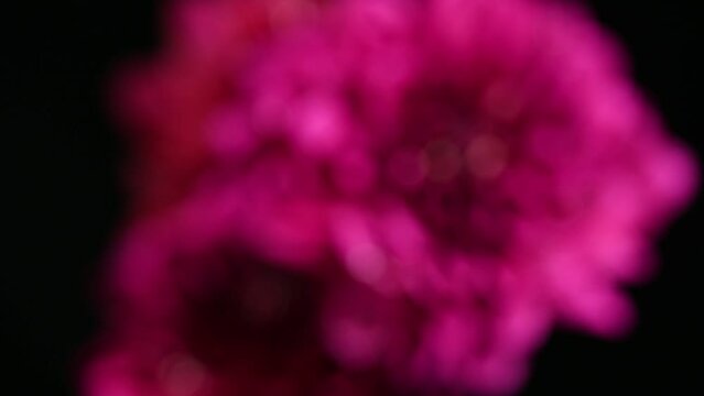Dahlia flower macro water droplet shot; Shallow depth of field. Colorful chrysanthemum dalia flower macro shot. Summer and spring multi-color floral background