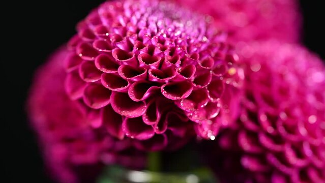 Dahlia flower macro water droplet shot; Shallow depth of field. Colorful chrysanthemum dalia flower macro shot. Summer and spring multi-color floral background