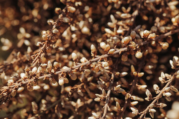 Warm color artistic autumn season nature wallpaper. Closeup macro dry plant. Dead plant dry leaf. Dried heather. Little seeds on a branch background.