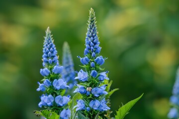 Beautiful Blue Veronica Flower Spikes in Summer Garden Macro Close-Up Shot - obrazy, fototapety, plakaty
