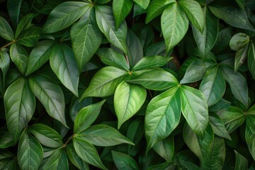Green Virginia Creeper Leaves - Inspiring Hope in Wild Summer Background