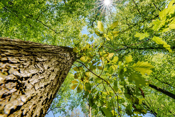 a view up into the trees direction sky - sustainability picture - stock photo - sunstar
