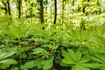 Terrestrial plant with green leaves thriving on the forest floor