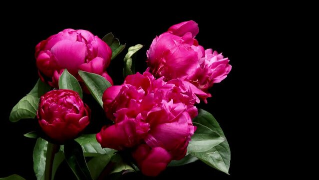 Time-lapse video of pink peony flowers blooming
