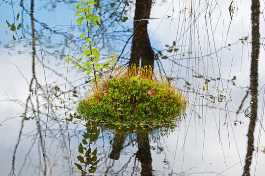 Blooming Bank haircap moss forming a small island in a swamp, refected in water