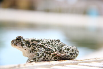 frog on the ground